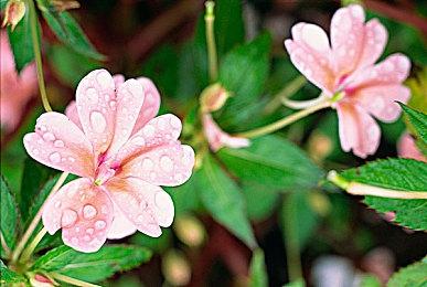 《颂钟长鸣》如何优雅地开荒？收藏这份萌新创意工坊模组清单就够了！